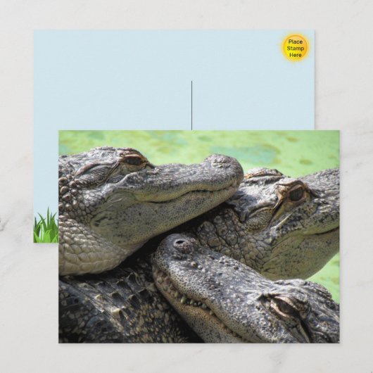 Carte postale Alligator Party (Devant / Derrière)