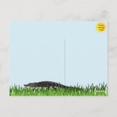 Carte postale Alligator Party (Dos)