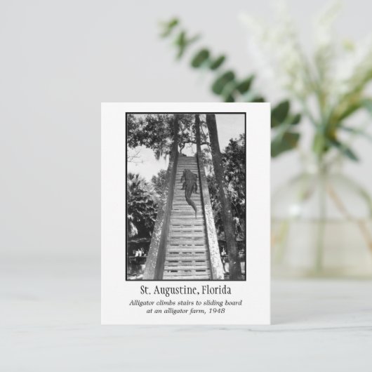 Carte Postale Alligator rétro St Augustine (Debout devant)