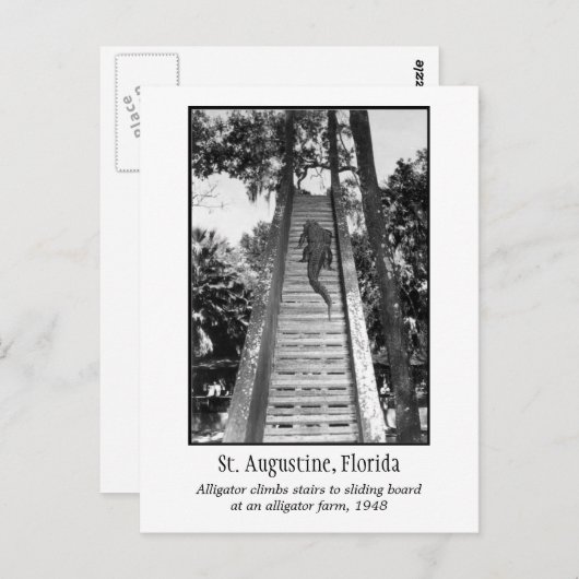 Carte Postale Alligator rétro St Augustine (Devant / Derrière)