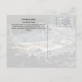 Carte Postale Alligator sourit du marais, Everglades NP (Dos)