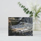 Carte Postale Alligator sourit du marais, Everglades NP (Debout devant)