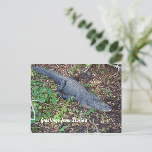 Carte Postale alligator terrestre (Debout devant)