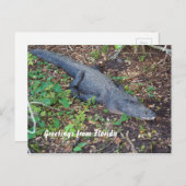 Carte Postale alligator terrestre (Devant / Derrière)