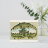 Carte postale Alligator vintage (Debout devant)