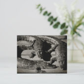 Carte Postale Alligators (Debout devant)