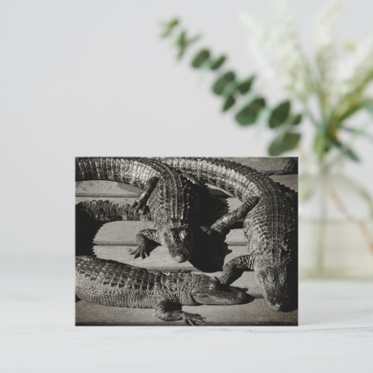 Carte Postale Alligators (Debout devant)