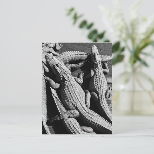Carte Postale Alligators  (Debout devant)