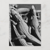 Carte Postale Alligators  (Devant)