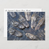 Carte Postale Alligators #5 (Devant / Derrière)