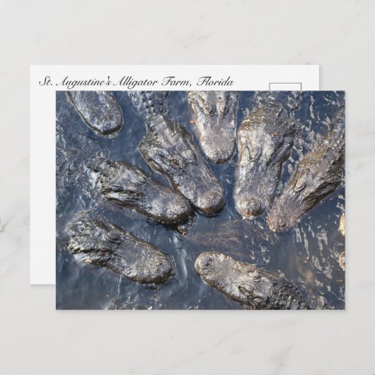 Carte Postale Alligators #5 (Devant / Derrière)
