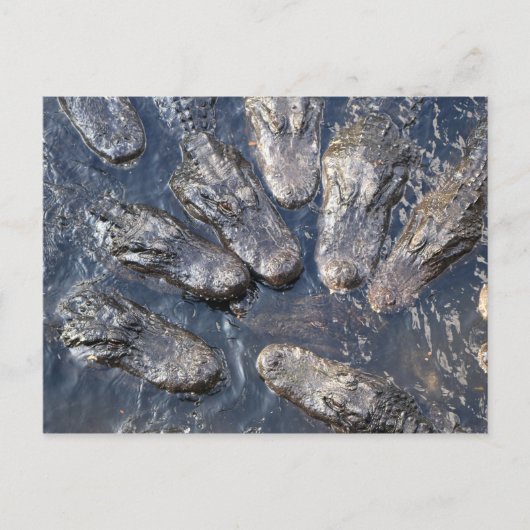 Carte Postale Alligators #5 (Devant)