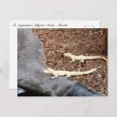 Carte Postale Alligators Albinos Bébé Blanc (Devant / Derrière)
