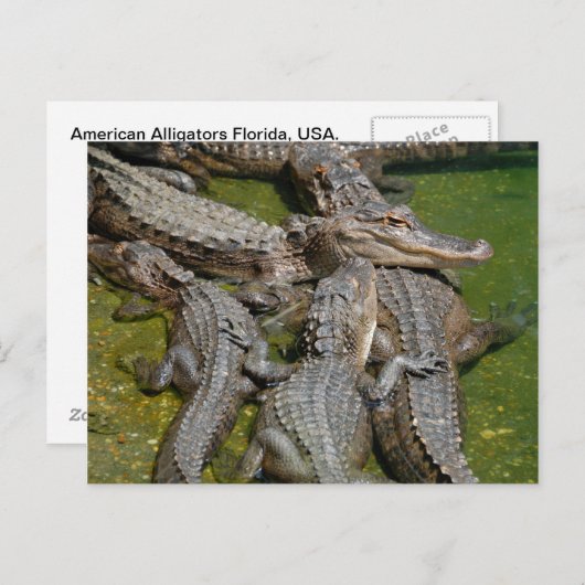 Carte Postale alligators américains (Devant / Derrière)