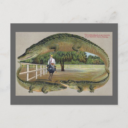 Carte Postale Alligators et ferme d'autruches en Floride (Devant)