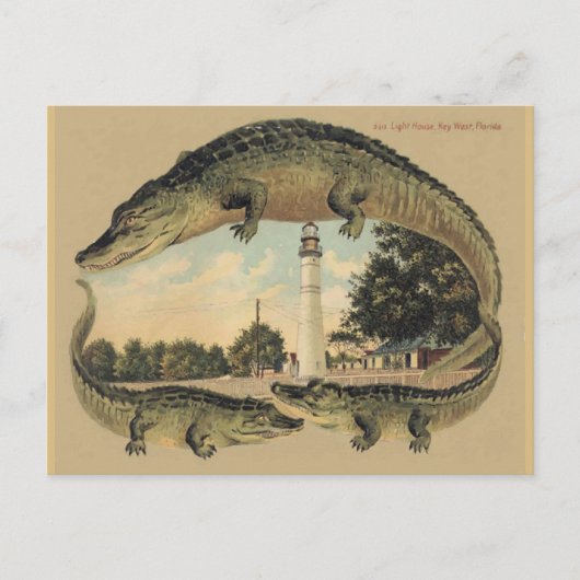 Carte Postale Alligators, Key West, FL (Devant)