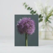 Carte Postale Allium (Debout devant)