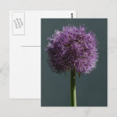 Carte Postale Allium (Devant / Derrière)