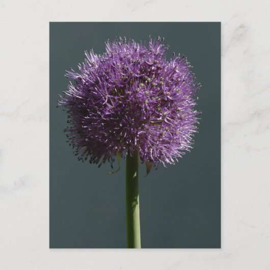 Carte Postale Allium (Devant)