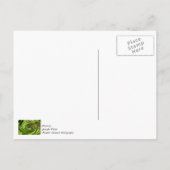 Carte Postale Allium Abstrait (Dos)