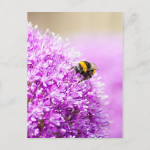 Carte Postale Allium avec l'abeille