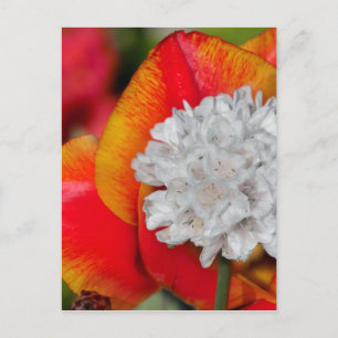 Carte Postale Allium et Tulip.jpg