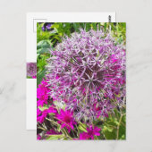 Carte postale Allium & Fleurs d'été (Devant / Derrière)