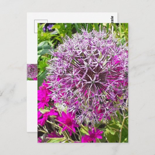 Carte postale Allium & Fleurs d'été (Devant / Derrière)