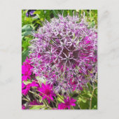 Carte postale Allium & Fleurs d'été (Devant)