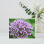 Carte Postale Allium giganteum (Debout devant)