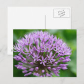 Carte Postale Allium giganteum (Devant / Derrière)