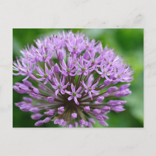 Carte Postale Allium giganteum (Devant)
