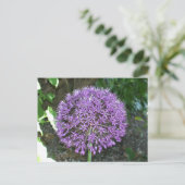 Carte Postale Allium pourpre (Debout devant)