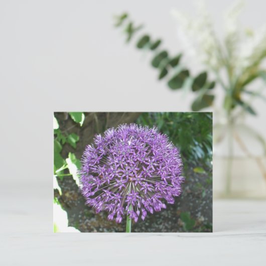 Carte Postale Allium pourpre (Debout devant)