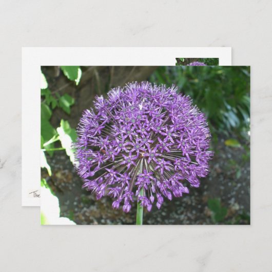 Carte Postale Allium pourpre (Devant / Derrière)
