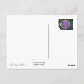Carte Postale Allium pourpre (Dos)