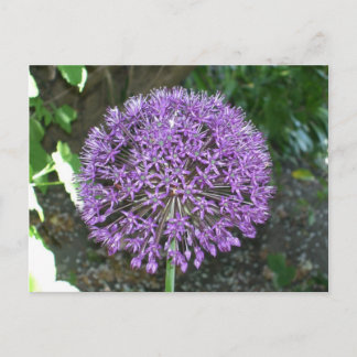 Carte Postale Allium pourpre