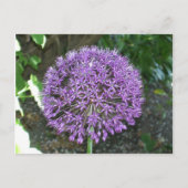 Carte Postale Allium pourpre (Devant)