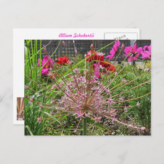 Carte postale Allium Schubertii (Devant / Derrière)