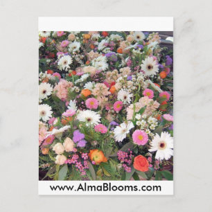Carte Postale Alma Blooms 1