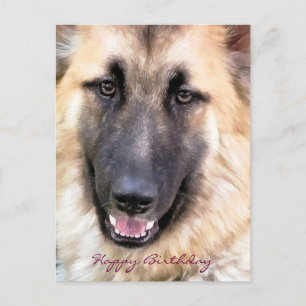 CARTE POSTALE ALMAN SHEPHERD