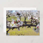 Carte Postale Almond Blossoms (Devant / Derrière)