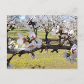 Carte Postale Almond Blossoms (Devant)