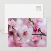 Carte Postale Almond [Postcard] (Devant / Derrière)