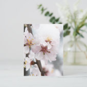 Carte Postale Almond tree flowers covered by snow (Debout devant)