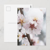 Carte Postale Almond tree flowers covered by snow (Devant / Derrière)