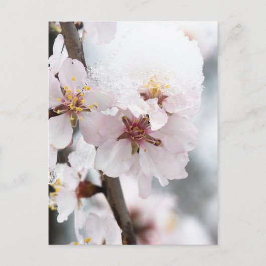 Carte Postale Almond tree flowers covered by snow (Devant)