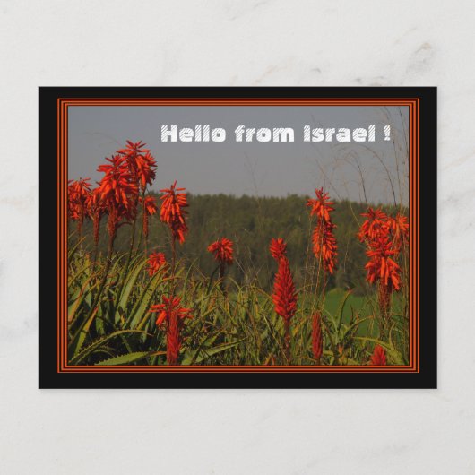 Carte postale Aloe arborescens (Devant)