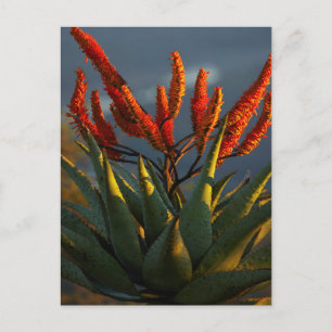 Carte Postale Aloe de montagne (Aloe Marlothii Berger)