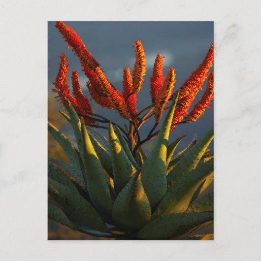 Carte Postale Aloe de montagne (Aloe Marlothii Berger) (Devant)